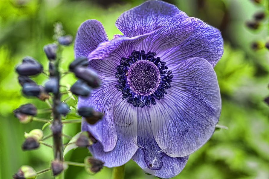 Purple Rain Flower Photograph by Nadia Sanowar