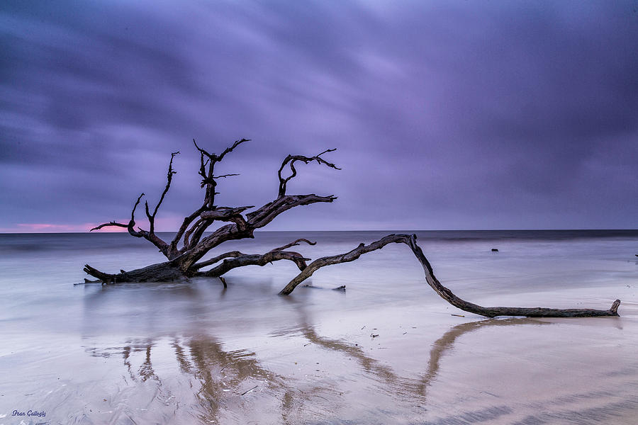 Purple Rain Photograph by Fran Gallogly