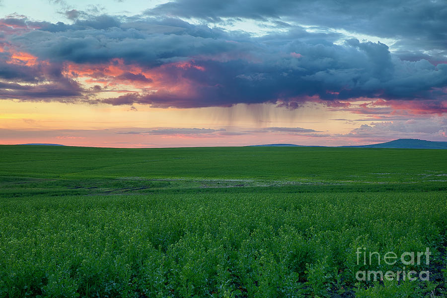 Purple Rain Photograph by Idaho Scenic Images Linda Lantzy