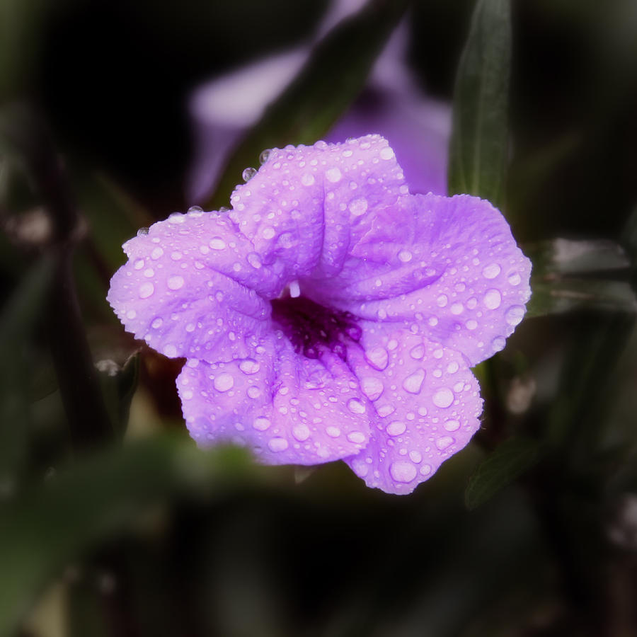 Flower Photograph - Purple Rain by Joseph G Holland