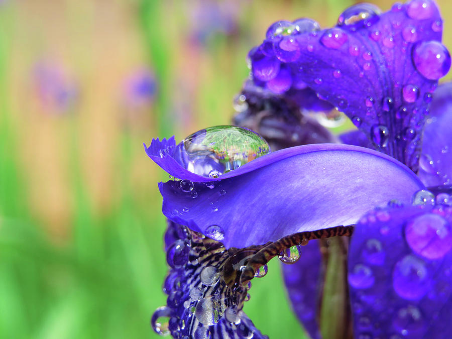 Purple rain Digital Art by Kathleen Illes