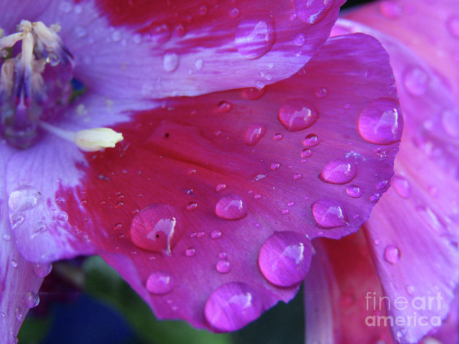 Purple Rain Photograph by Kim Tran
