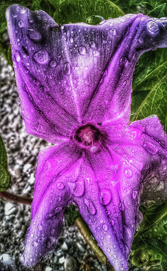 Purple Rain Photograph by Mike Dunn