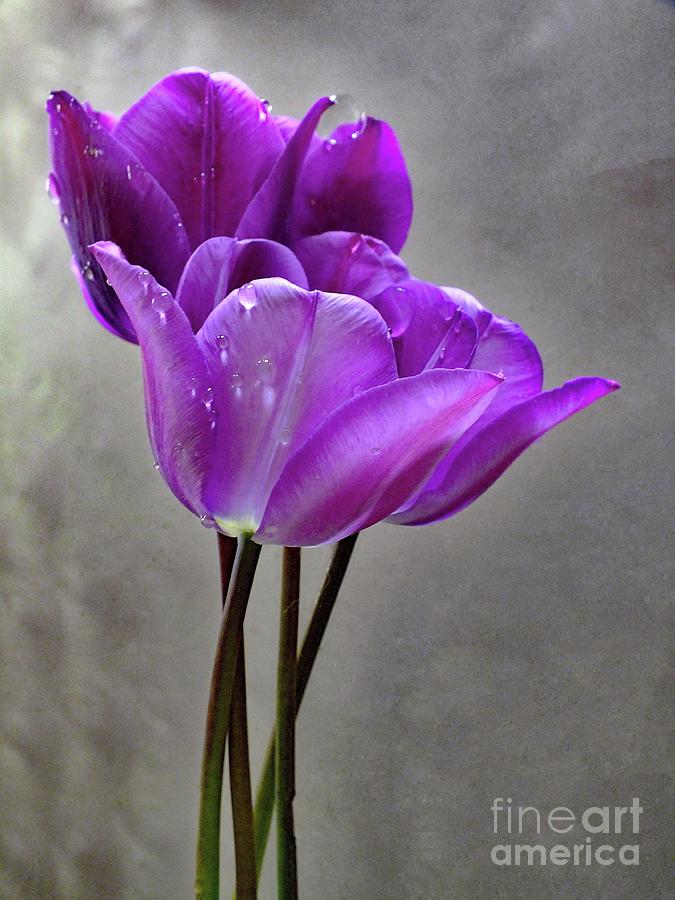 Purple Rain - Tulips Photograph