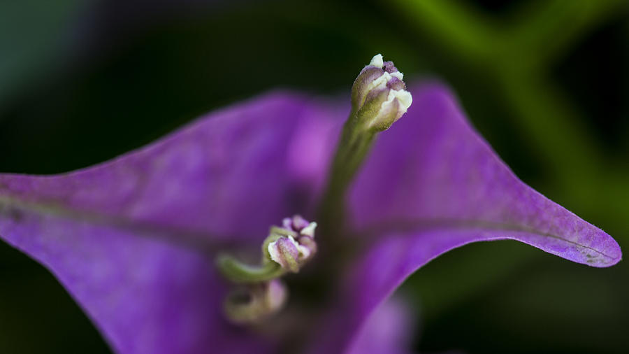 Purple Rest Flower by Paula Porterfield-Izzo Purple Rest Flower by Paula Porterfield-Izzo