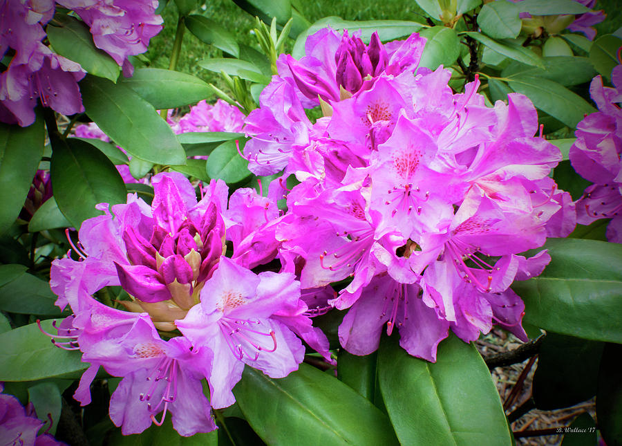 Purple Rhododendron Photograph by Brian Wallace
