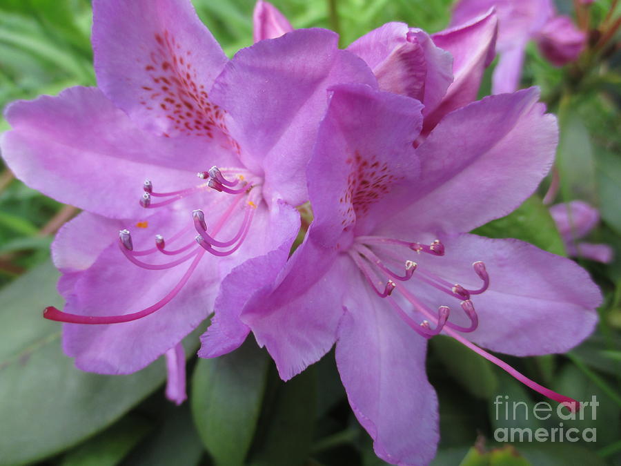 Purple Rhododendron Photograph by Martin Howard