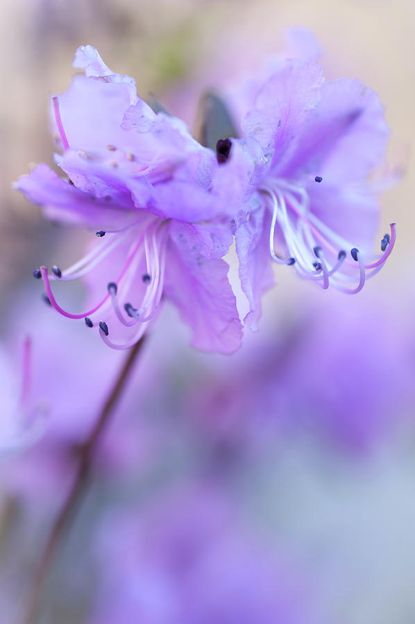 Purple Rhododendron. Spring Watercolors Photograph by Jenny Rainbow