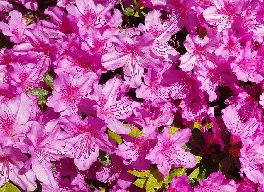 Purple Rhododendrons Photograph by Scarebaby Design - Fine Art America