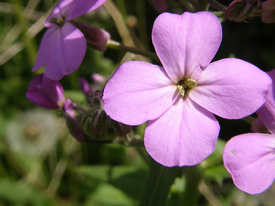 Purple Rock Cress Photograph by Dennis Burton - Fine Art America