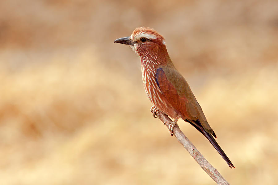 Purple Roller Or Rufous-crowned Roller Photograph