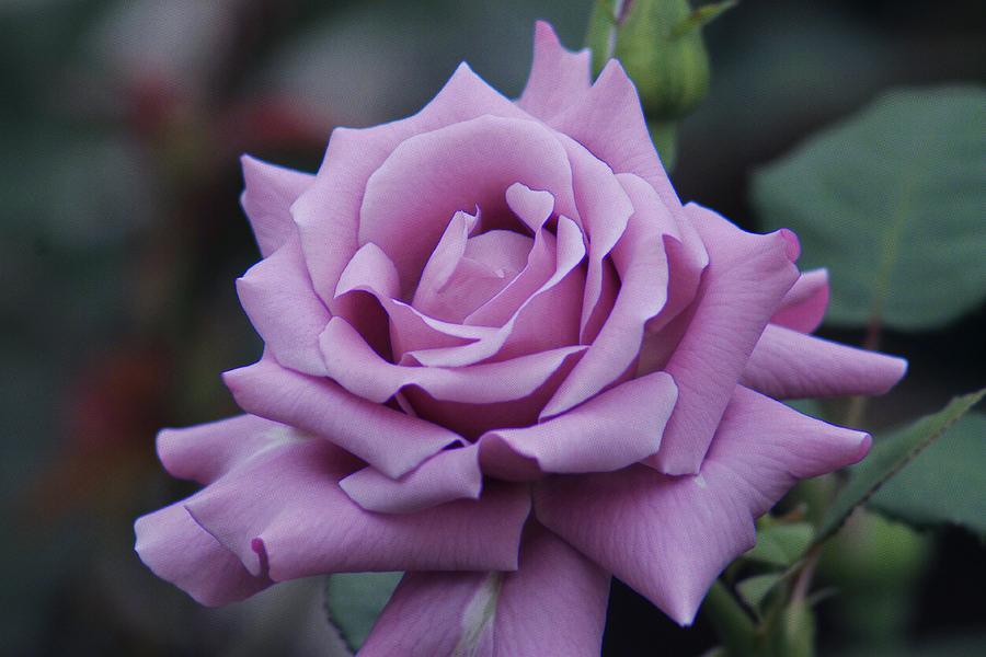 Purple Rose # 2 Photograph By Gayle Berry - Fine Art America