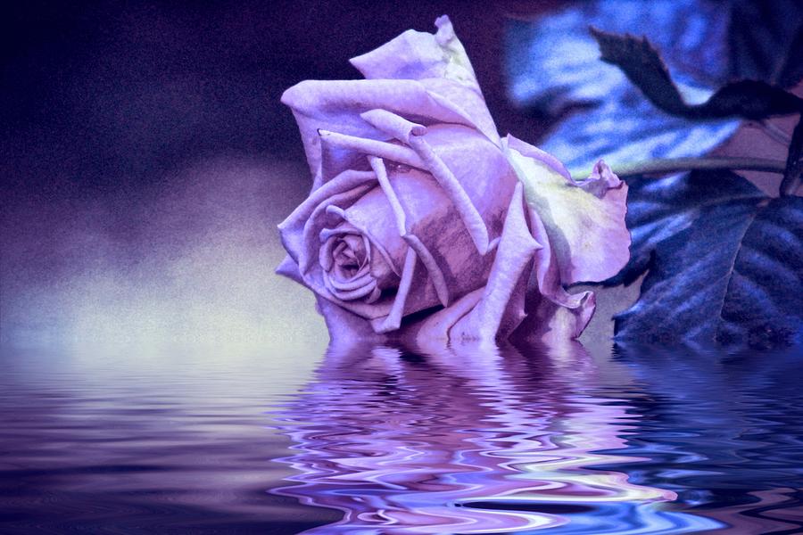 Purple rose and water reflection Digital Art by Lilia S