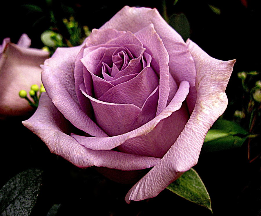 Flower Digital Art - Purple Rose by Bonita Brandt