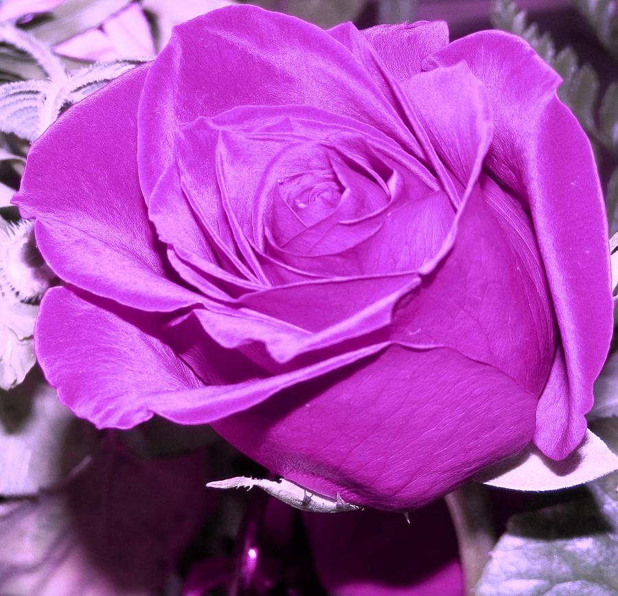 Neon Purple Rose Photograph by Belinda Lee