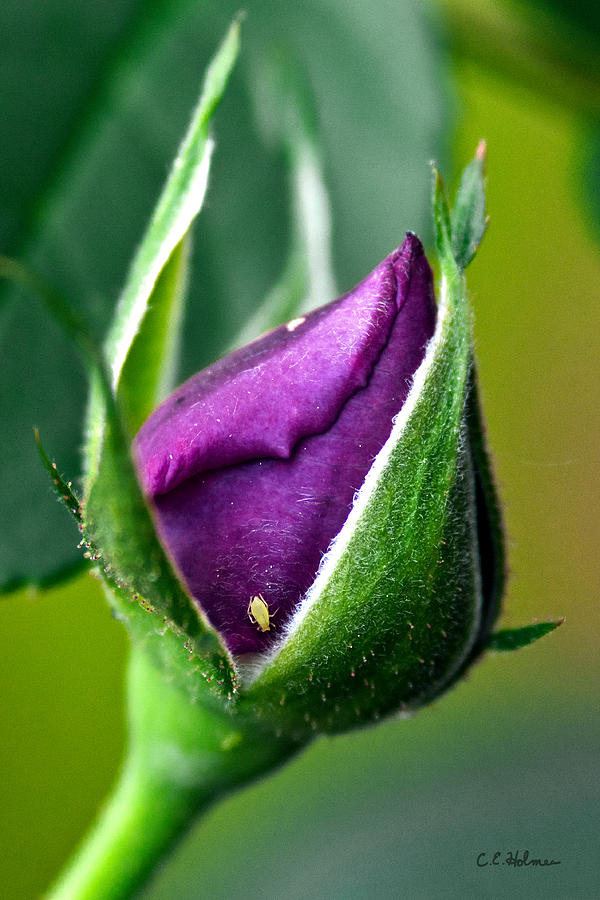 Purple Rose Bud Photograph by Christopher Holmes