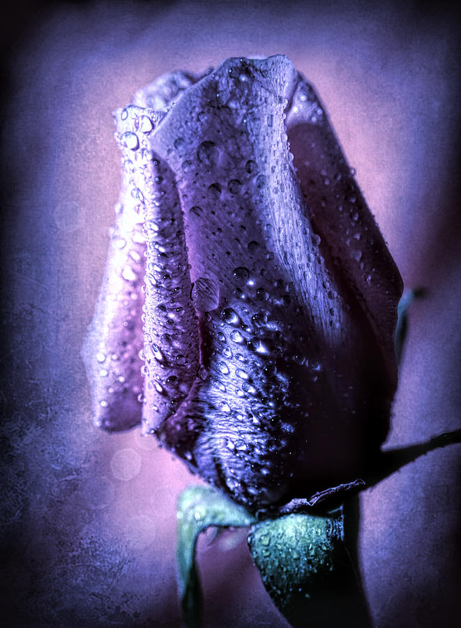 Purple Rose Bud Photograph by Lilia S