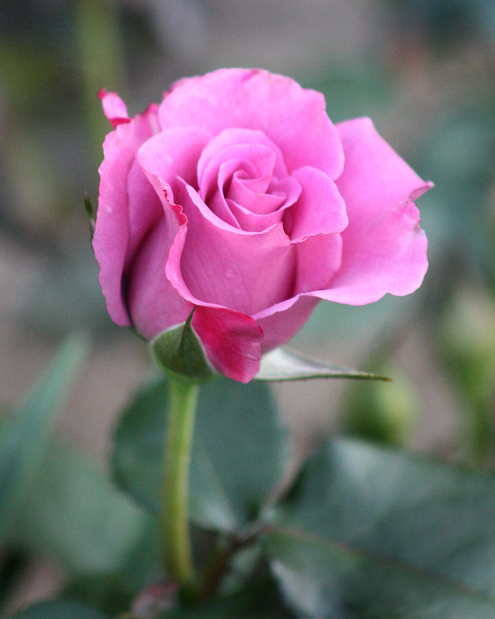 Purple Rose Photograph by Captain Debbie Ritter
