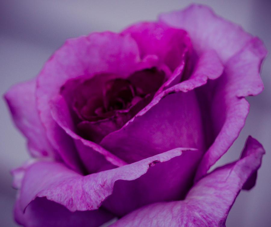 Purple Rose Photograph by Cathy Donohoue