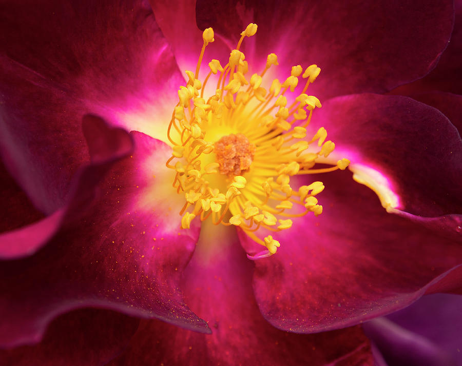 Purple Rose Closeup Photograph by Jean Noren