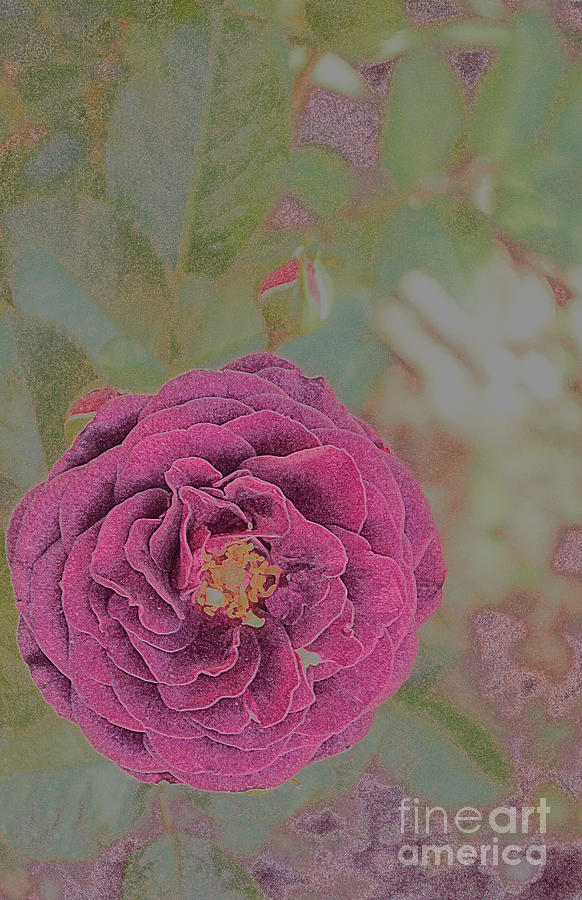 Purple Rose Photograph by Diane montana Jansson