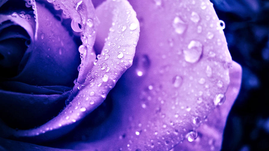 Purple Rose F006-016 Photograph by Sandy Sheni - Fine Art America