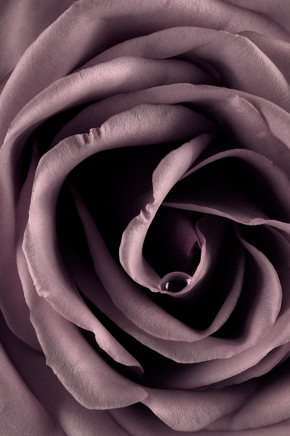 Purple Rose Photograph by Gary Zuercher