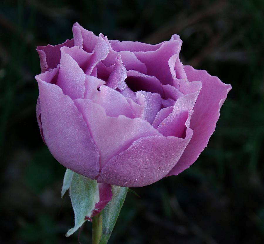 Purple Rose II Photograph by Sandy Keeton