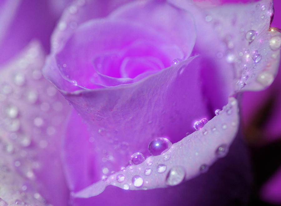 Purple Rose Photograph by Lilia S