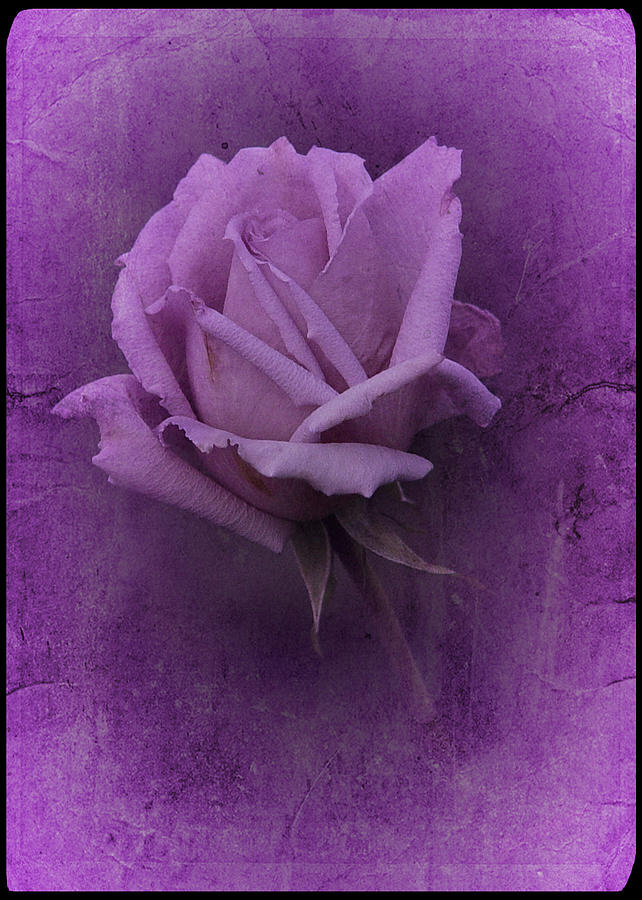 Purple Rose of November No. 2 Photograph by Richard Cummings