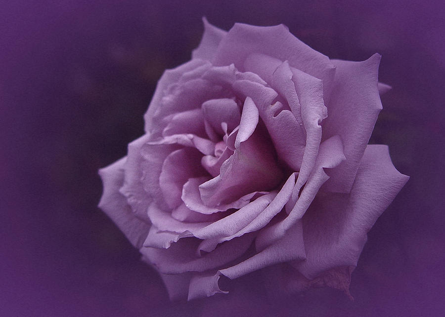 Purple Rose of November Photograph by Richard Cummings