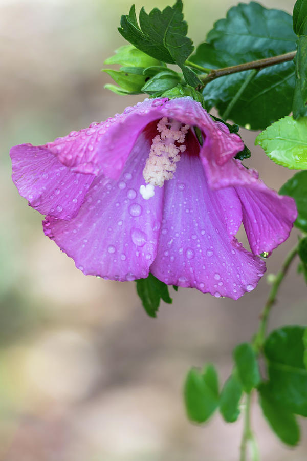 Purple Rose Of Sharon Raindrops Photograph by Terry DeLuco