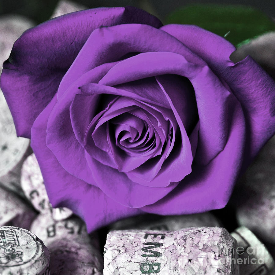 Purple Rose on Cork Photograph by Silva Wischeropp