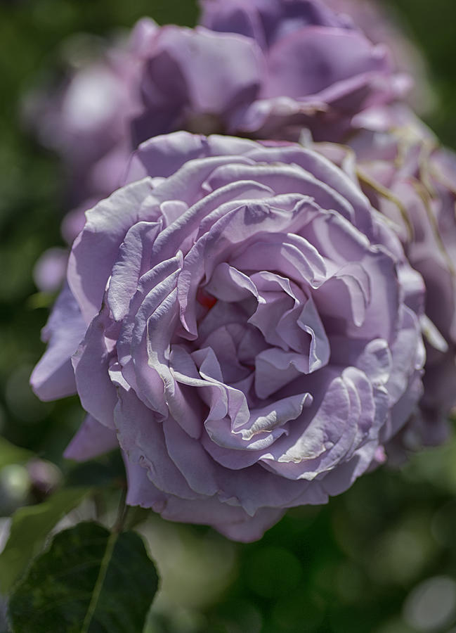 Purple Rose Photograph by Patricia Dennis