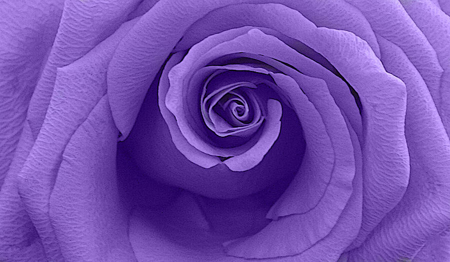 Purple Rose Pyrography By Peter Carltock - Fine Art America