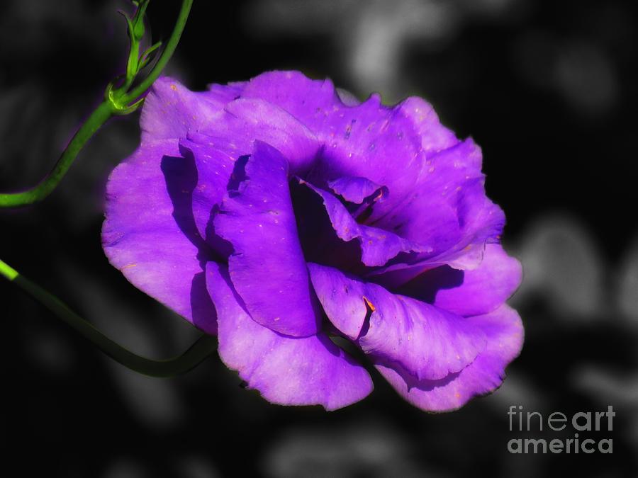 Purple rose Photograph by Rrrose Pix