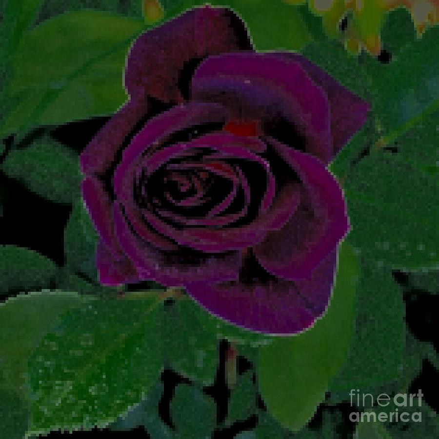 Purple Rose Tapestry Photograph by Diane montana Jansson