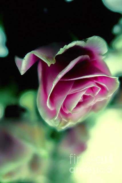 Purple Rose Photograph by Tara Shalton