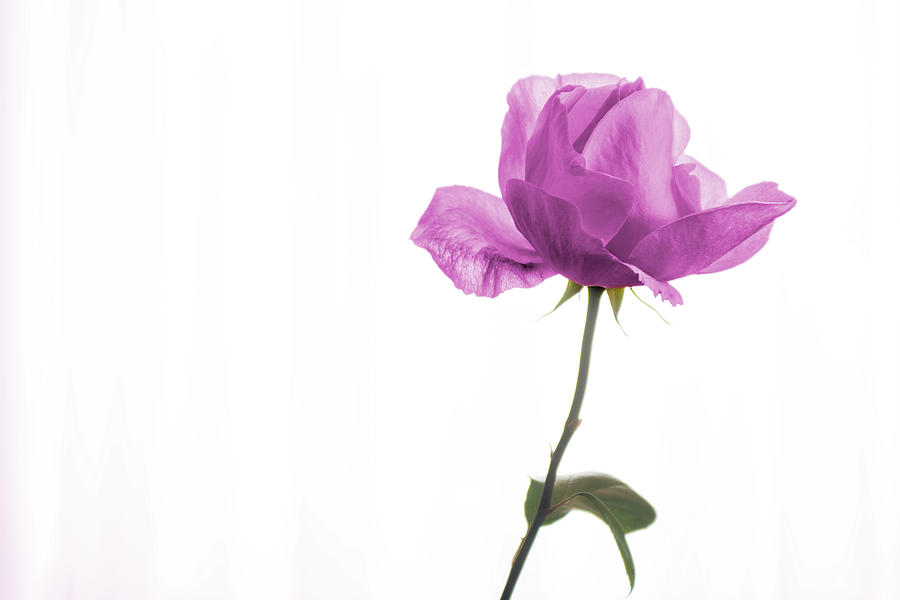 Purple Rose Photograph by Wolfgang Stocker