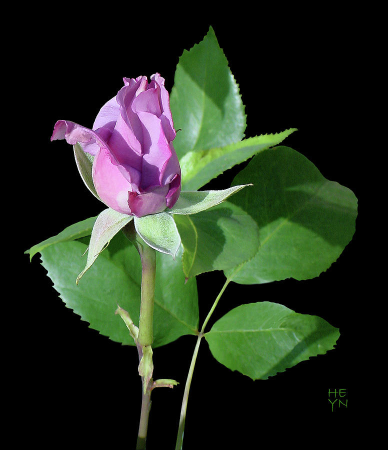 Purple Rosebud1 Cutout Photograph by Shirley Heyn