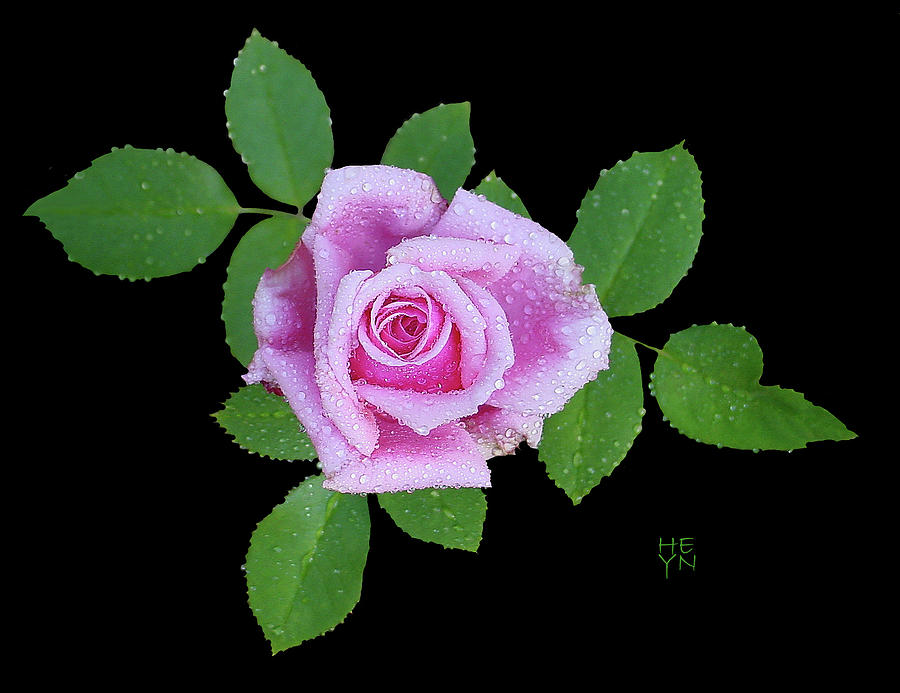 Purple Rosebud2 Cutout Photograph by Shirley Heyn