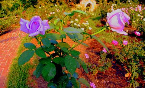 Purple Roses Photograph - Purple Roses by Rebecca Both Purple Roses Photograph - Purple Roses by Rebecca Both