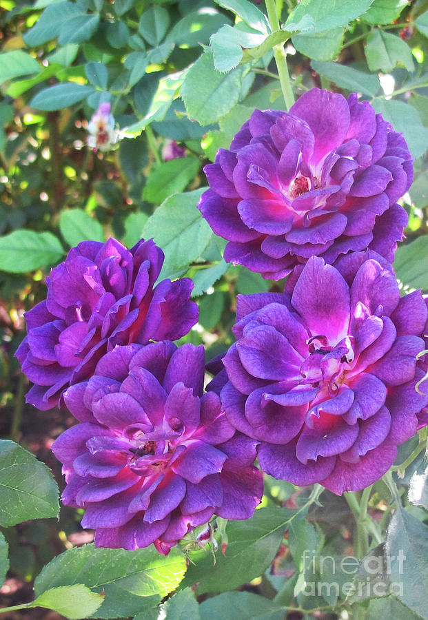 Purple Roses Photograph by Ruth Jolly