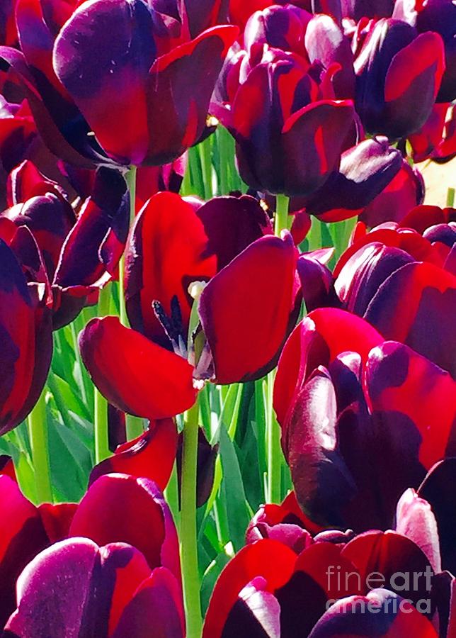 Purple Royals Tulips Photograph by Susan Garren