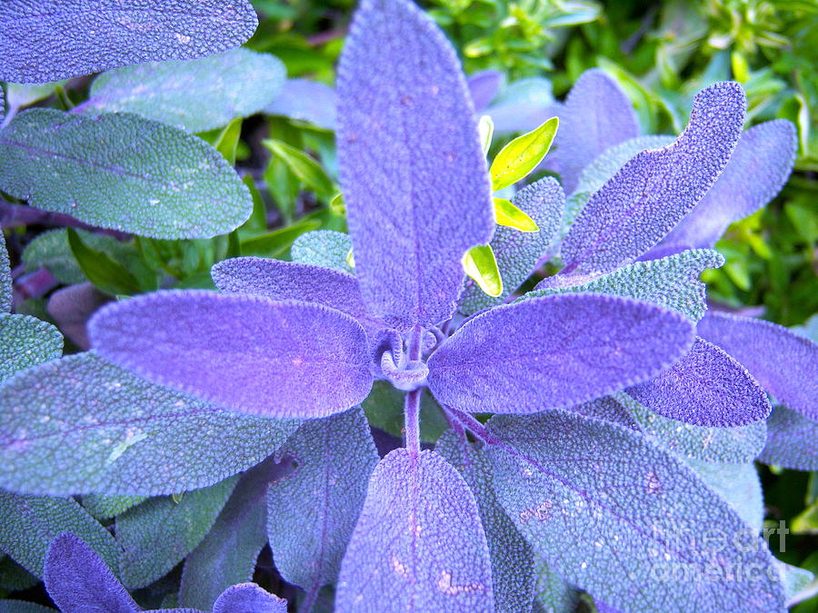 purple sage purple sage