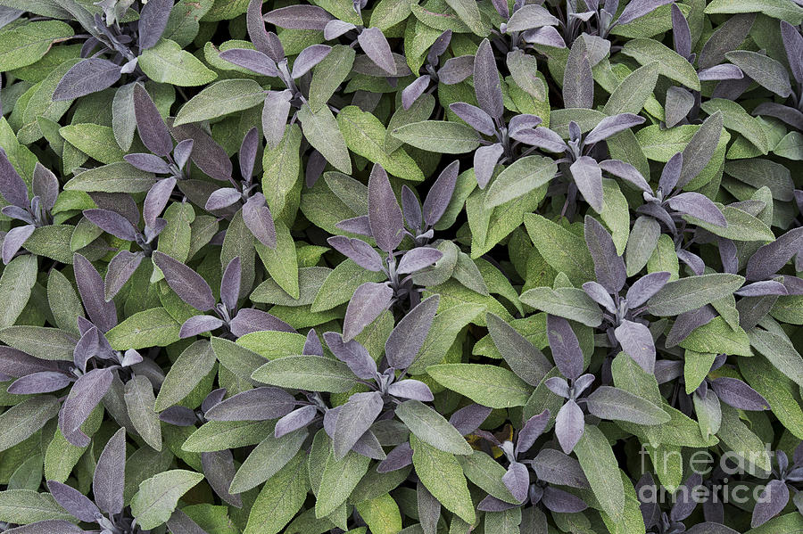 Pattern Photograph - Purple Sage by Tim Gainey