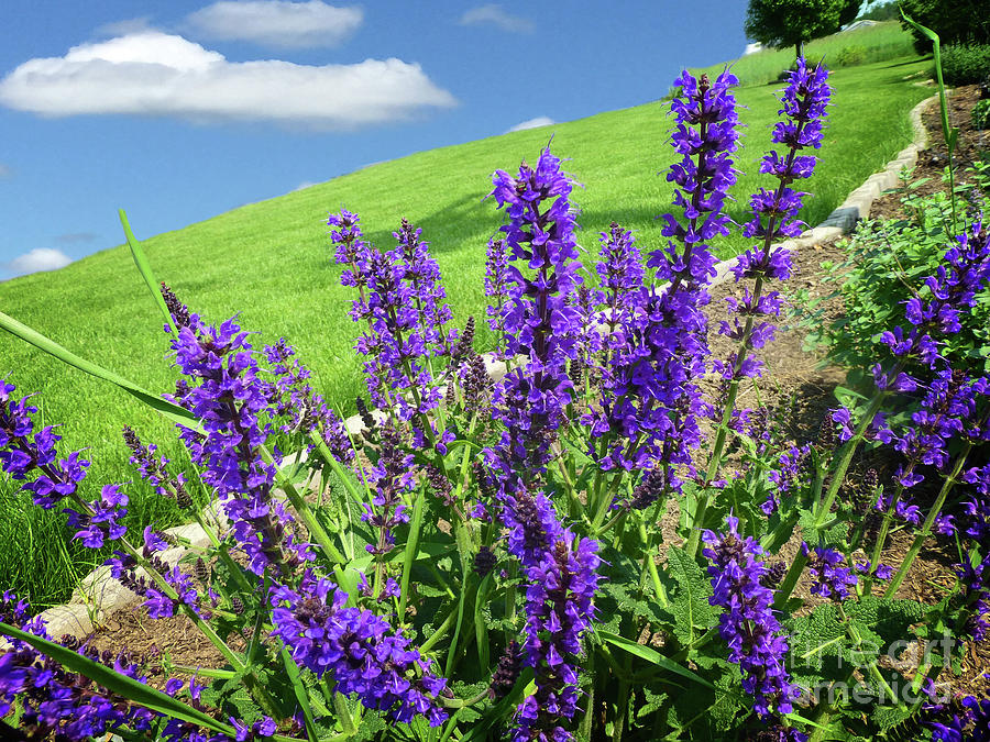 Purple Salvia Deekflo Photograph by Dee Flouton