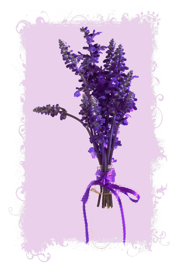 Purple Salvia - Digital Oil Photograph by Sandra Foster