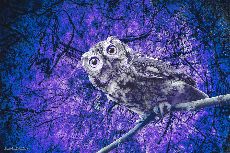 Purple Screech Owl Photograph by LeeAnn McLaneGoetz McLaneGoetzStudioLLCcom