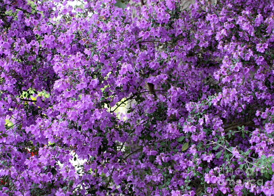 Flower Photograph - Purple Screen by Carol Groenen